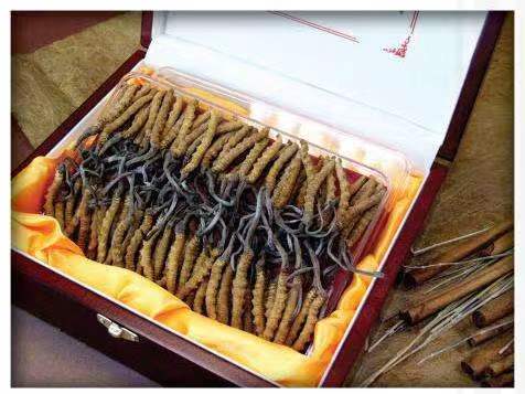 台前冬虫夏草回收